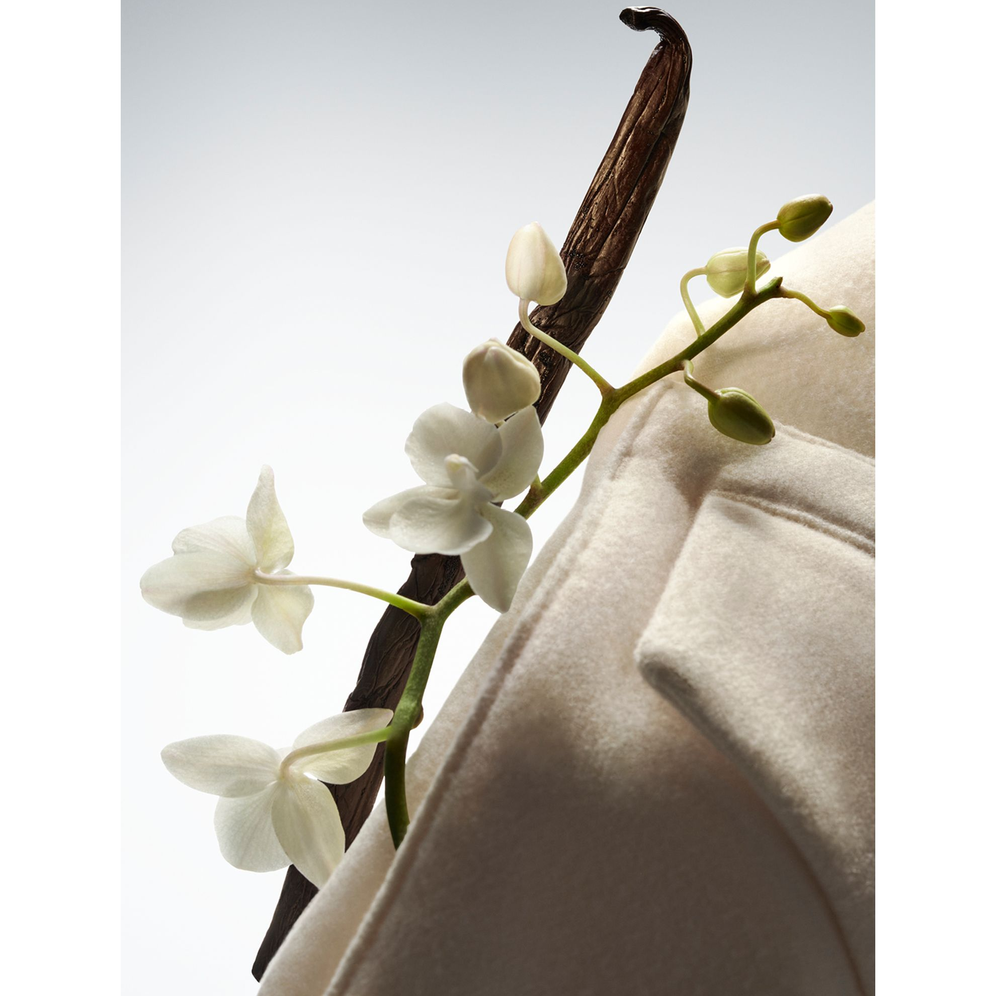 Hugo Boss Boss the Collection Exhilarating Vanilla EDP Intense fragrance notes image