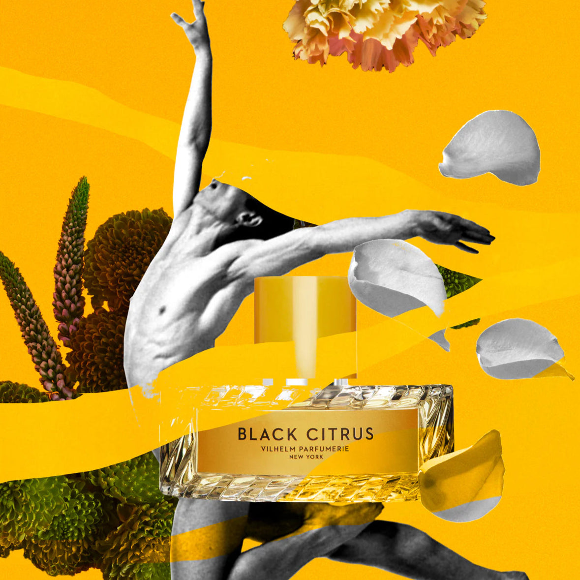 فيلهلم بارفوميري بلاك سيتروس إي دي بي