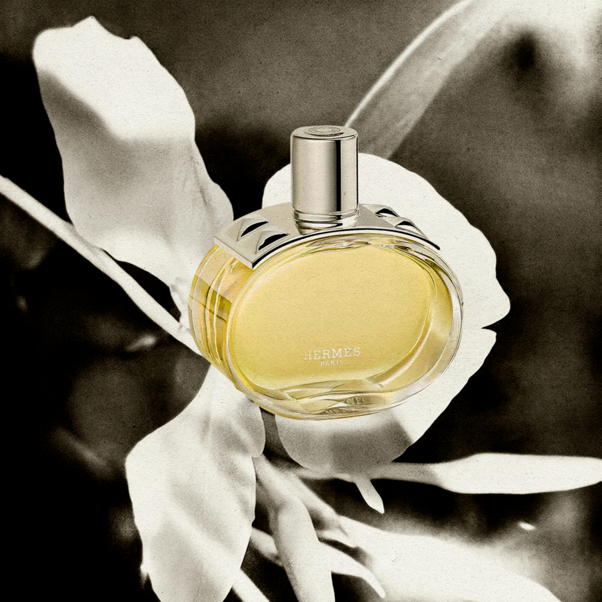 عطر هيرميس بارينيا