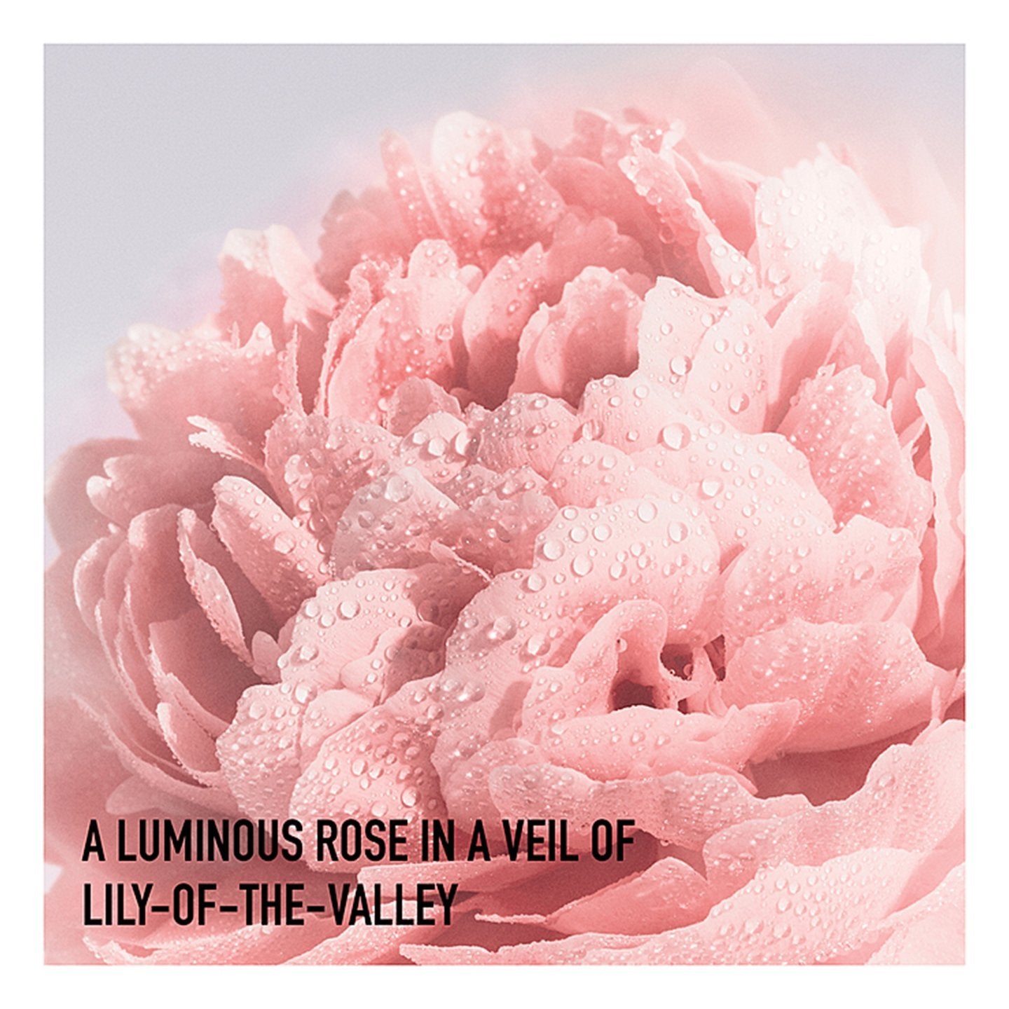 Dior Miss Dior EDT | My Perfume Shop